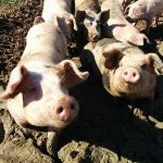 Pigs