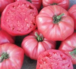 Beef tomatoes