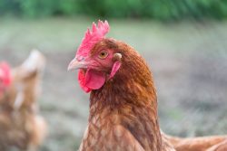Chickens