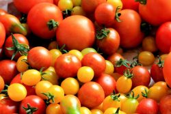 Tomatoes