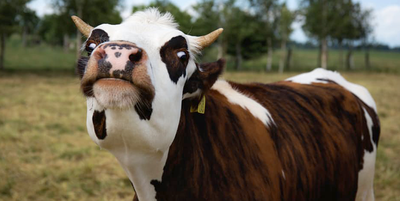 Our Guide To Sustainable Meat, Fish, and Dairy