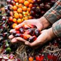 Palm oil