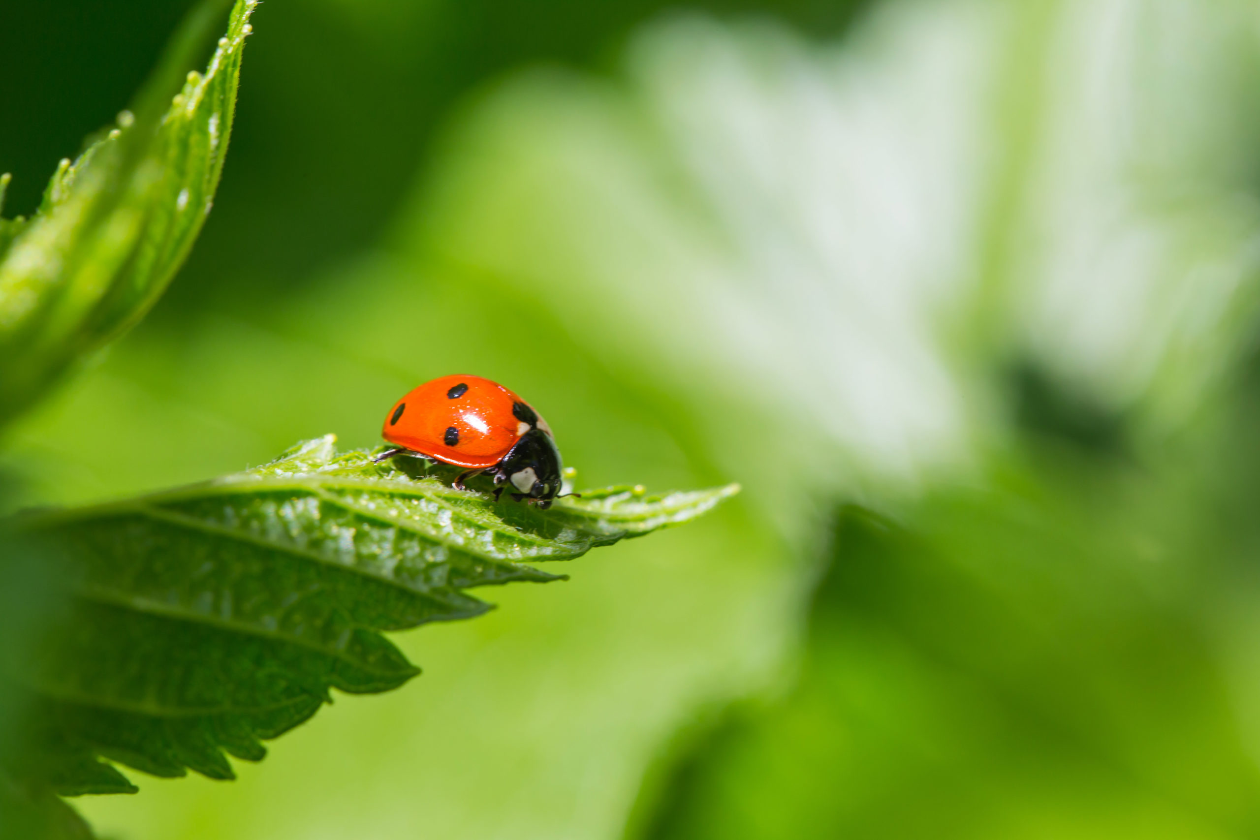 What does Organic mean?